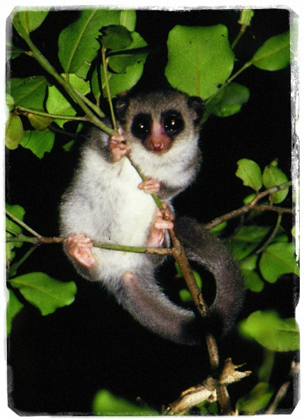 Cheirogaleus medius (Foto: @Kathrin Dausmann)