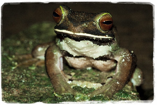 Rana Boophis albilabris (Foto: @Gonçalo M. Rosa)