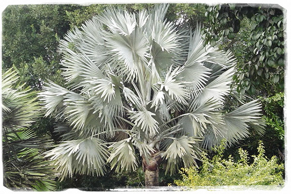 Bismarckia nobilis (Foto: @D.Reid)