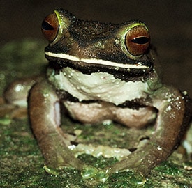 Rana Boophis albilabris (Foto: @Gonçalo M. Rosa)