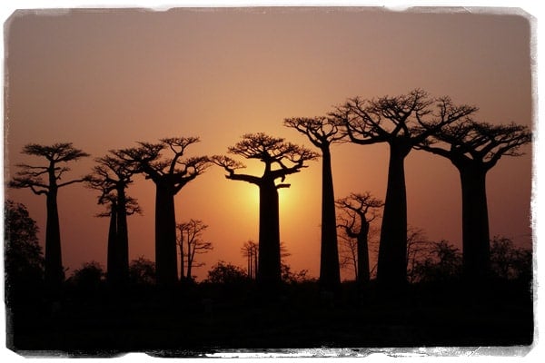 Baobabs de Kirindy Mitea