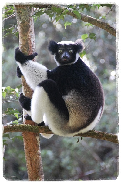 Indri indri (Foto: @towelspacked)