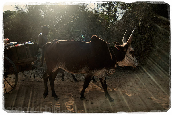 Uno de los muchos cebús que veríamos en Madagascar