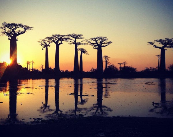 Avenida del baobab al atardecer
