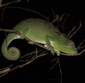 Capítulo 9 - Diario de viaje a Madagascar