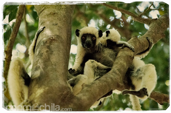 Los sifaka con sus crías