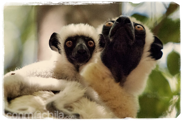 La preciosidad del sifaka salta a la vista