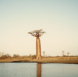 Capítulo 11 viaje a Madagascar