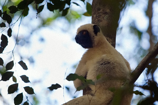 Un adulto de sifaka de Decken