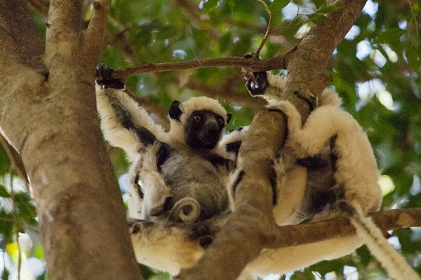 Haciendo acrobacias