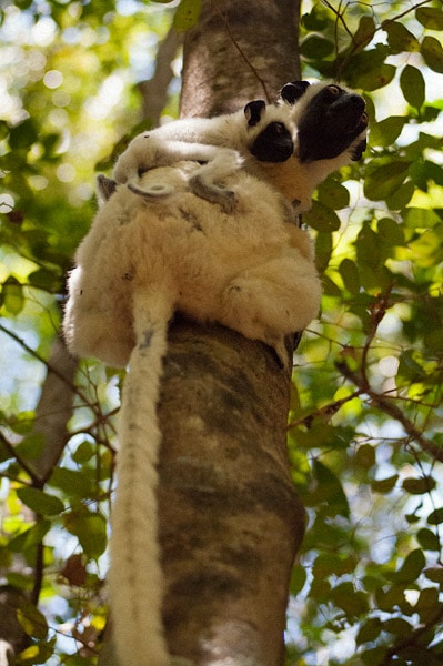 Sifaka con su cría