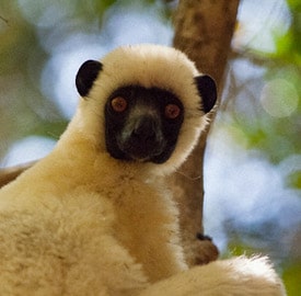 Sifaka de Decken del Grand Tsingy de Madagascar