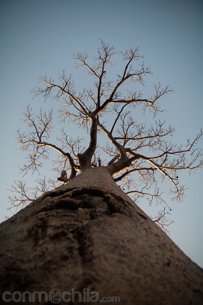 Detalle del baobab