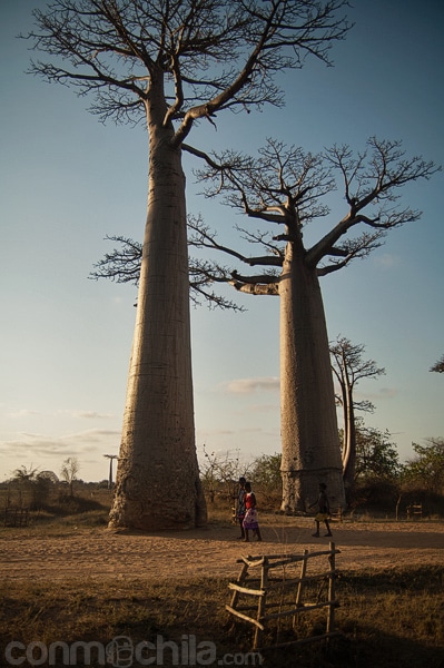 Baobabs