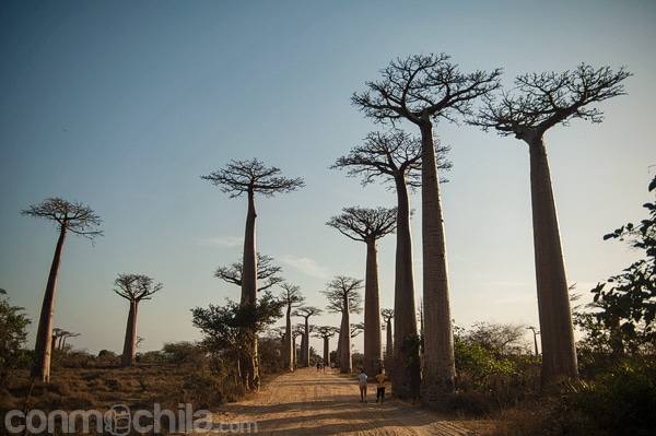 El comienzo de la avenida del baobab