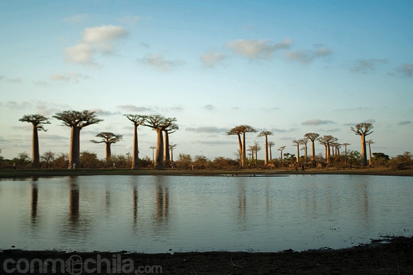 El pequeño lago de la avenida del baobab