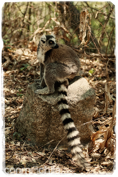 Lemur en su trono