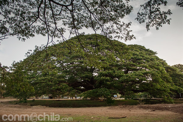 Vista general de la acacia gigante (Giant Monkey Pod Tree)