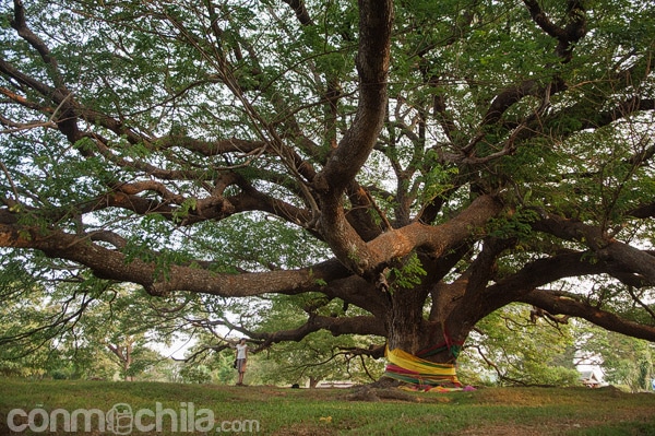Carme al lado de la acacia para que os hagais una idea