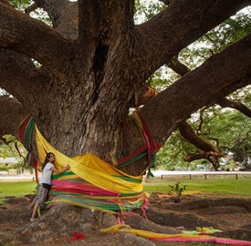 Giant Monkey Pod Tree, la acacia gigante de Tailandia