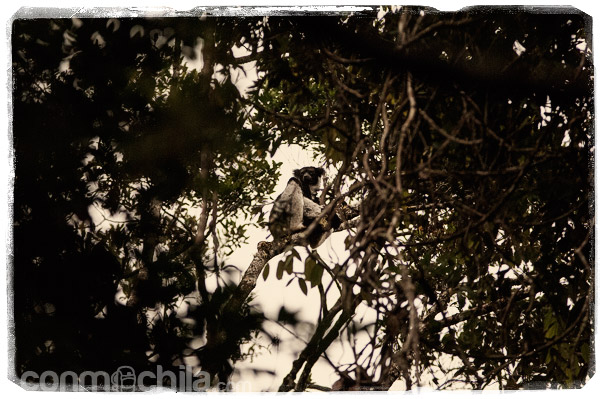 El primer indri que vimos