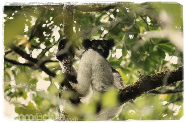 El indri más de cerca