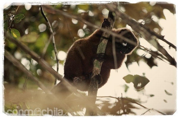 Un lemur pardo común