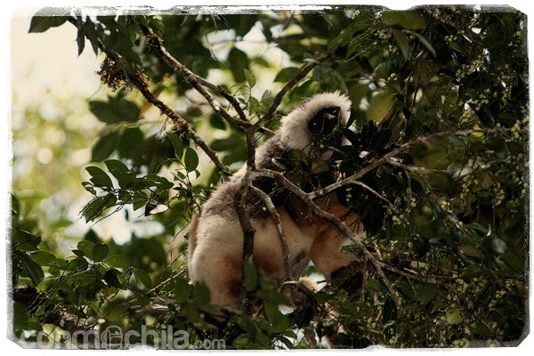 Un sifaka de diadema