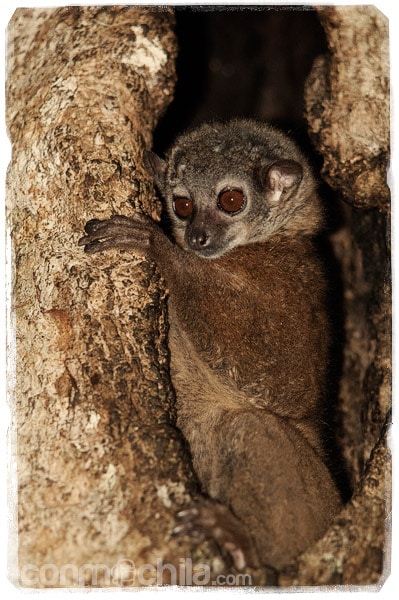 El pobre lemur nocturno