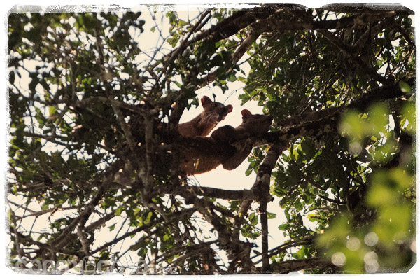 La pareja de fossa