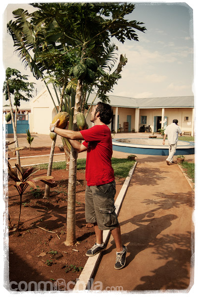 Toni recolectando una papaya
