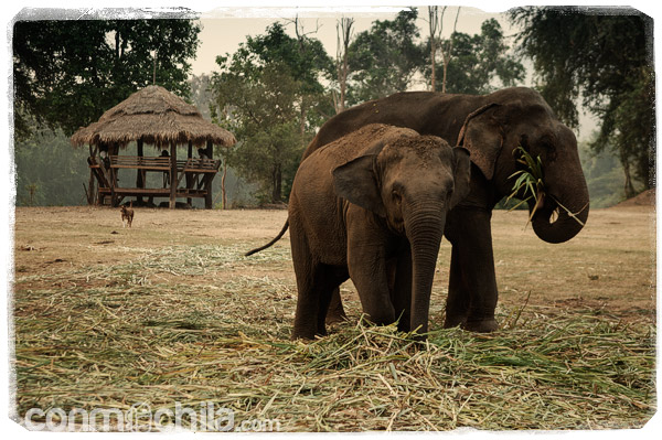 Elefantes de elephat's world
