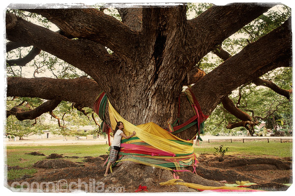 Abrazando a la acacia gigante