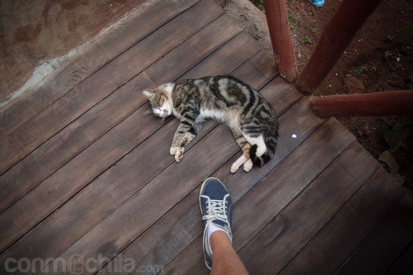 Un gato sin muchas ganas de despertarse