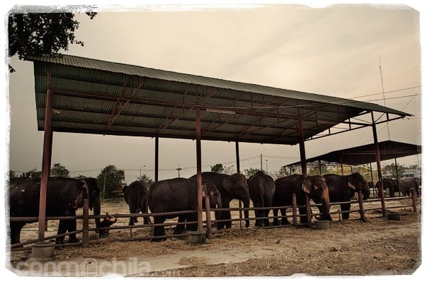 La "granja" de elefantes de Ayutthaya