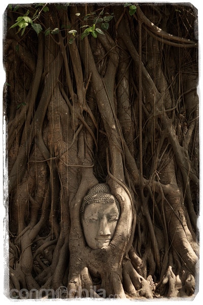 La famosa cabeza de buda en las raíces