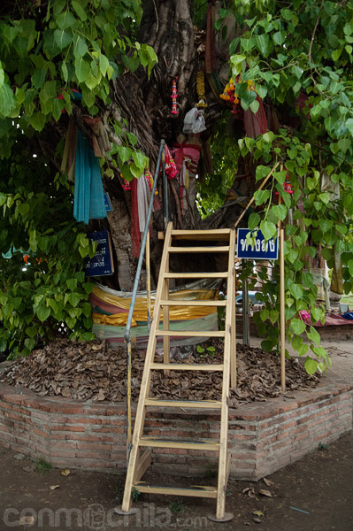 El árbol sagrado