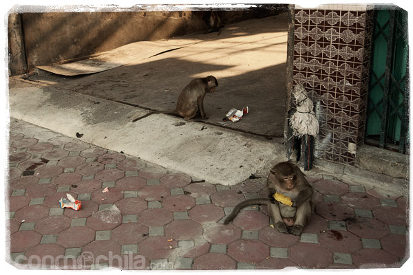Monos comiendo y jugando con lo que sea