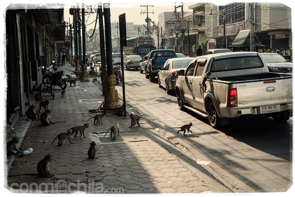 Monos a la caza de los coches