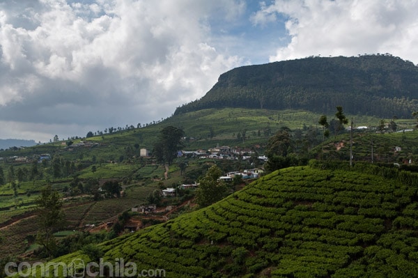 Plantaciones de té de Nuwara Eliya