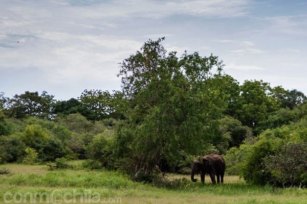Elefante en el Yala National Park