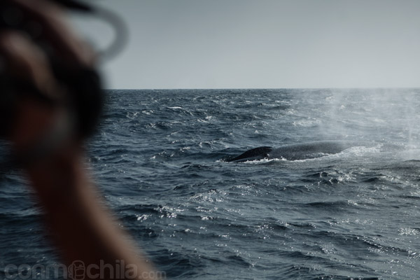 La gran ballena azul
