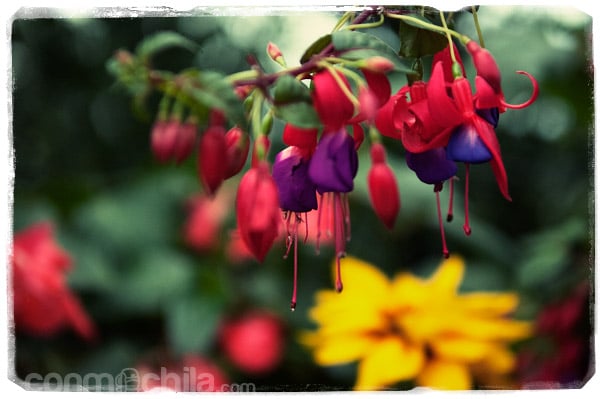 Una de las miles de flores