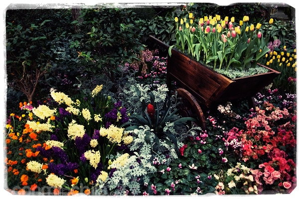 Más flores