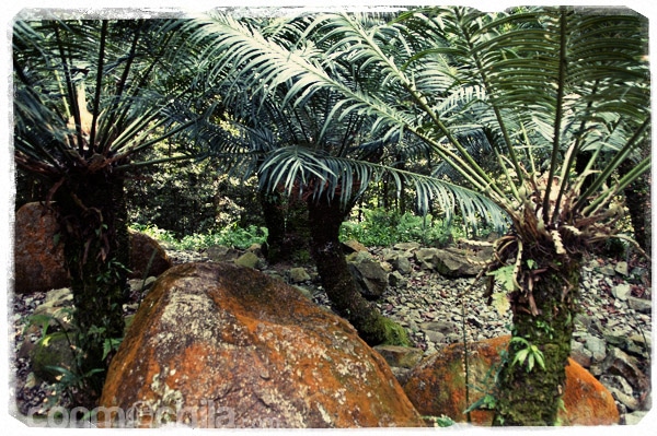 Plantas milenarias