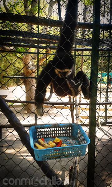 Alimentando a uno de los ejemplares del centro