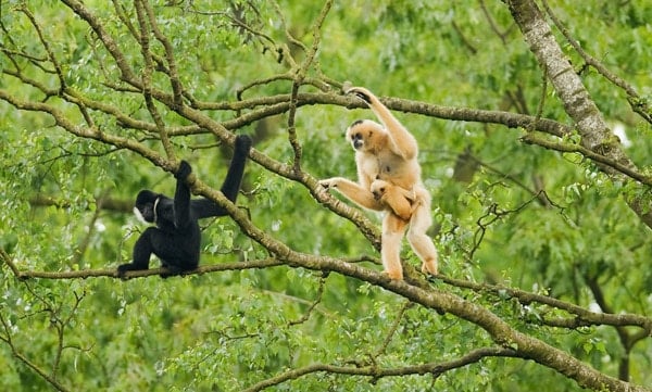 Gibones en libertad ©Terry Whittaker