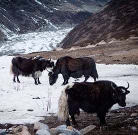 Presupuesto viaje Nepal