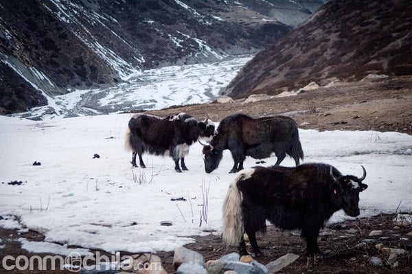 Yak, el característico animal de Nepal