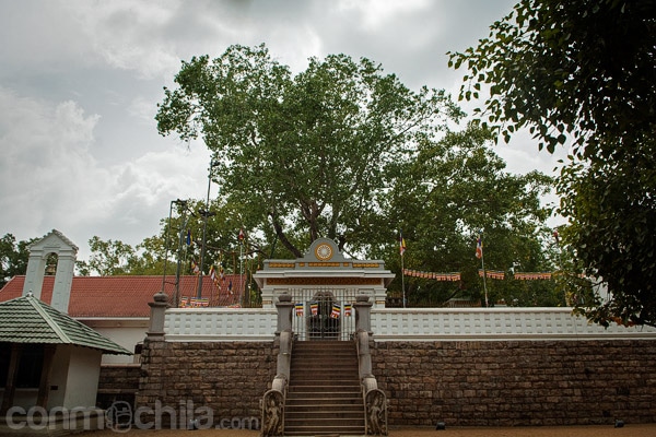 Vista del árbol milenario